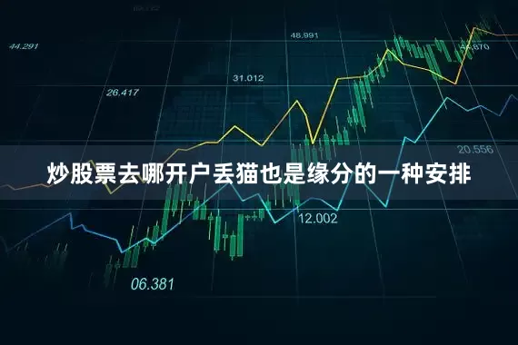 炒股票去哪开户丢猫也是缘分的一种安排
